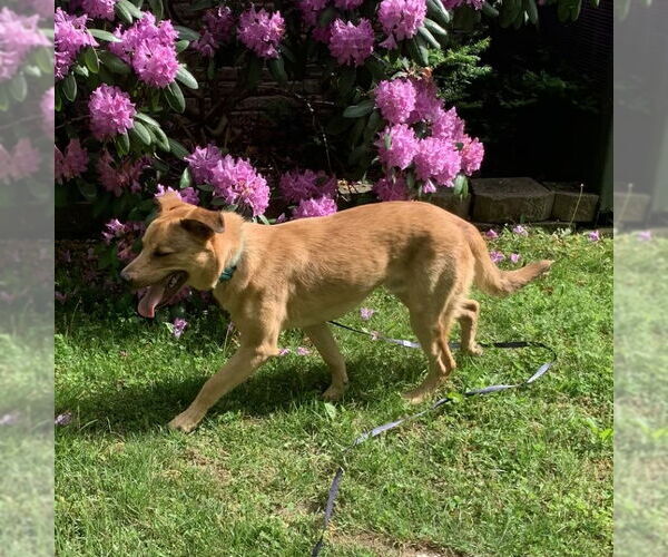 Medium Photo #4 Golden Shepherd Puppy For Sale in Cookeville, TN, USA