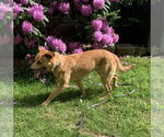 Small #3 Golden Shepherd
