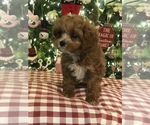 Small Photo #4 Cavapoo Puppy For Sale in BOWLING GREEN, KY, USA