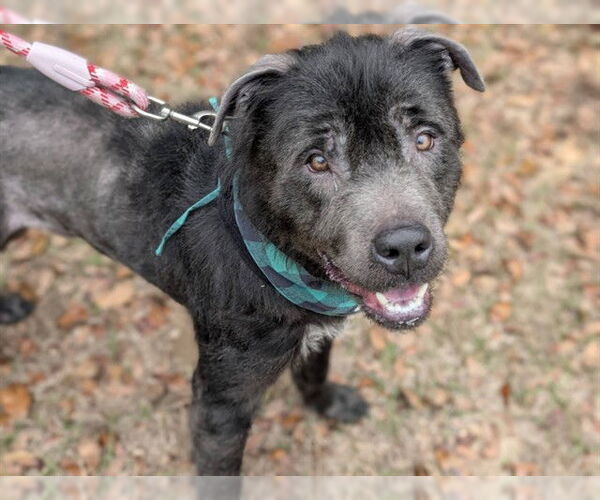 Medium Photo #3 German Shepherd Dog-Unknown Mix Puppy For Sale in Ocala, FL, USA