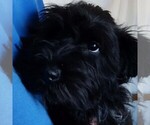 Small #4 Schnauzer (Miniature)