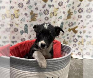 Collie-Unknown Mix Dogs for adoption in Rosenberg, TX, USA