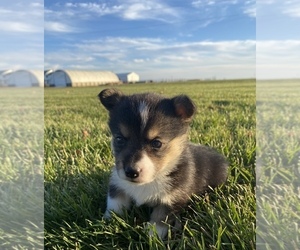 Pembroke Welsh Corgi Puppy for sale in SULLIVAN, IL, USA