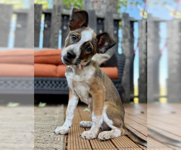 Medium Photo #2 Collie-Unknown Mix Puppy For Sale in Minneapolis, MN, USA