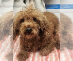 Laurant - Male Poodle (Toy) Dog for Adoption - Small photo