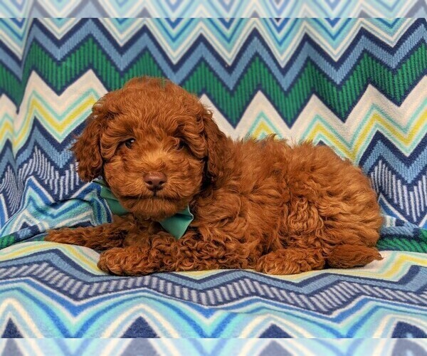 Medium Photo #5 Labradoodle-Poodle (Miniature) Mix Puppy For Sale in KIRKWOOD, PA, USA
