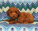 Small Photo #5 Labradoodle-Poodle (Miniature) Mix Puppy For Sale in KIRKWOOD, PA, USA