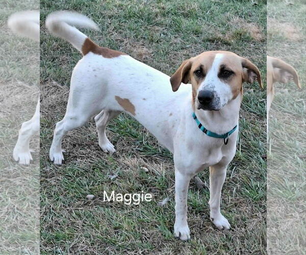 Medium Photo #2 Mutt Puppy For Sale in Geneva, OH, USA