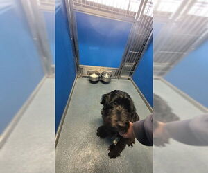 Miniature Labradoodle Dogs for adoption in Tallahassee, FL, USA