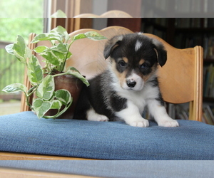 Pembroke Welsh Corgi Puppy for sale in FAIR GROVE, MO, USA