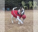 Small #2 Mutt