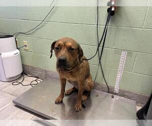 American Staffordshire Terrier-Unknown Mix Dogs for adoption in Grand Prairie, TX, USA