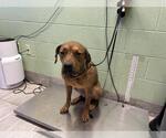 Small American Staffordshire Terrier Mix
