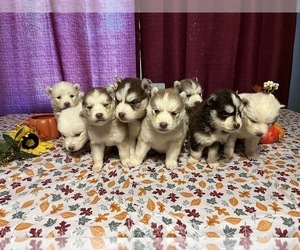 Siberian Husky Puppy for sale in BROXTON, GA, USA