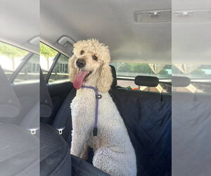 Mutt Dogs for adoption in San Diego, CA, USA