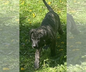 Presa Canario Puppy for sale in ANSON, ME, USA