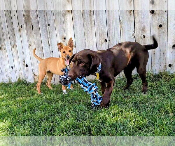 Medium Photo #9 Labrador Retriever-Unknown Mix Puppy For Sale in Sandy, UT, USA