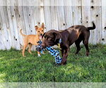 Small #8 Labrador Retriever Mix
