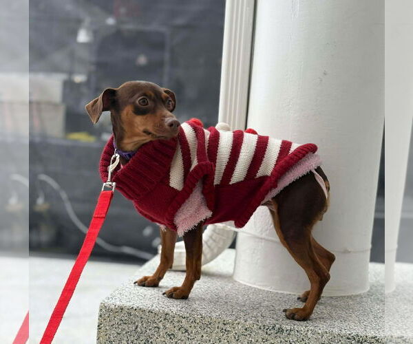 Medium Photo #3 Miniature Pinscher Puppy For Sale in Visalia, CA, USA