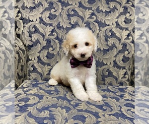 Cavapoo Puppy for sale in CAMPBELLSVILLE, KY, USA
