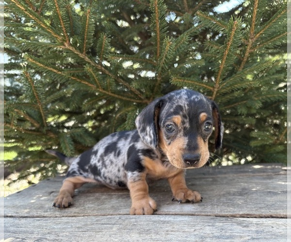 Medium Photo #4 Dachshund Puppy For Sale in MIDDLEBURY, IN, USA