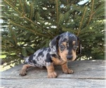 Small #3 Dachshund