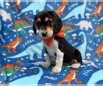 Small #1 Beagle