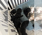 Puppy Luna Double Doodle
