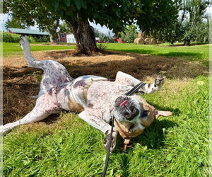 Wally - Male Mutt Dog for Adoption - Photo #3