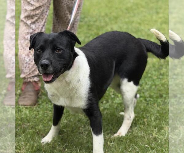 Medium Photo #3 Labrador Retriever-Unknown Mix Puppy For Sale in Yardley, PA, USA