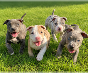 American Bully Puppy for sale in JERSEY CITY, NJ, USA