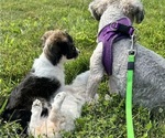 Small #3 YorkiePoo
