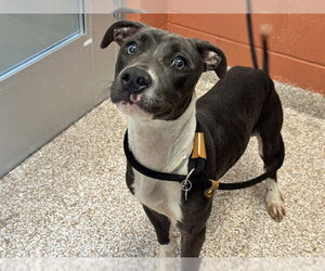 Unknown-Whippet Mix Dogs for adoption in Pueblo, CO, USA