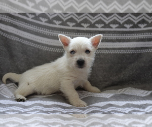 West Highland White Terrier Puppy for sale in SHILOH, OH, USA