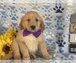 Golden Retriever Puppy for sale in LANCASTER, PA, USA