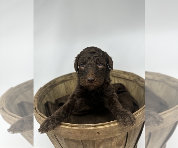 Medium Photo #1 Labradoodle-Labrador Retriever Mix Puppy For Sale in KENLY, NC, USA