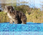 Small #37 ShihPoo