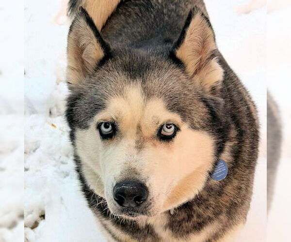 Medium Photo #2 Siberian Husky Puppy For Sale in Omaha, NE, USA