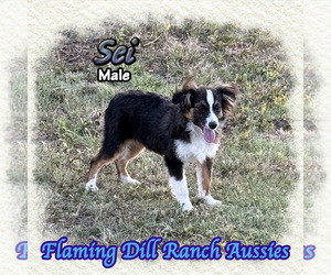 Miniature Australian Shepherd Puppy for sale in FORESTBURG, TX, USA