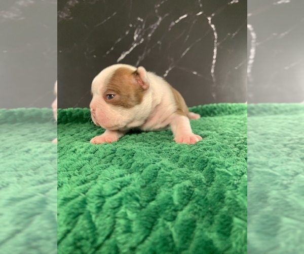 Medium Photo #2 Boston Terrier Puppy For Sale in TULARE, CA, USA