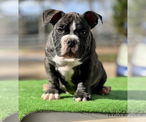 American Bully Puppy for Sale in COVINGTON, Georgia USA