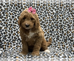 Goldendoodle Puppy for sale in LAKELAND, FL, USA