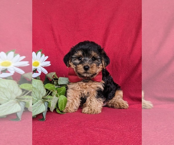 Medium Photo #2 YorkiePoo Puppy For Sale in LINCOLN UNIVERSITY, PA, USA