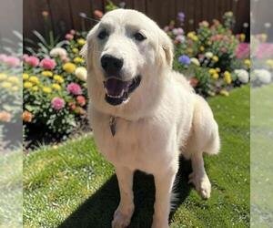 Great Pyrenees Dogs for adoption in San Diego, CA, USA