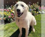 Small Great Pyrenees
