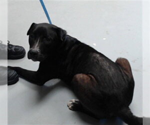 Mutt Dogs for adoption in Fayetteville, NC, USA