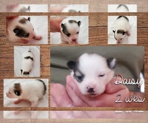 Pomeranian Puppy for sale in NEW BRAUNFELS, TX, USA