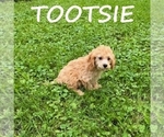 Image preview for Ad Listing. Nickname: Tootsie