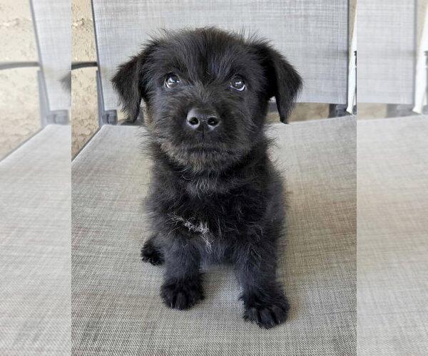 Medium Photo #11 Mutt Puppy For Sale in Corona, CA, USA