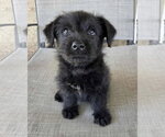 Small #10 Mutt
